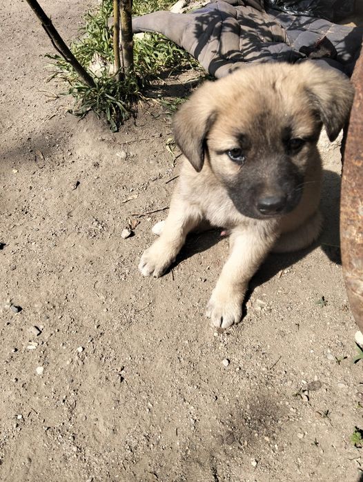 Отдам щенков в добрые руки