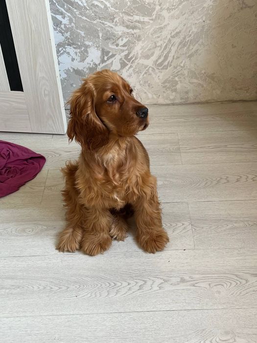 Собачка кокер спаниель Девочка 6 месяцев