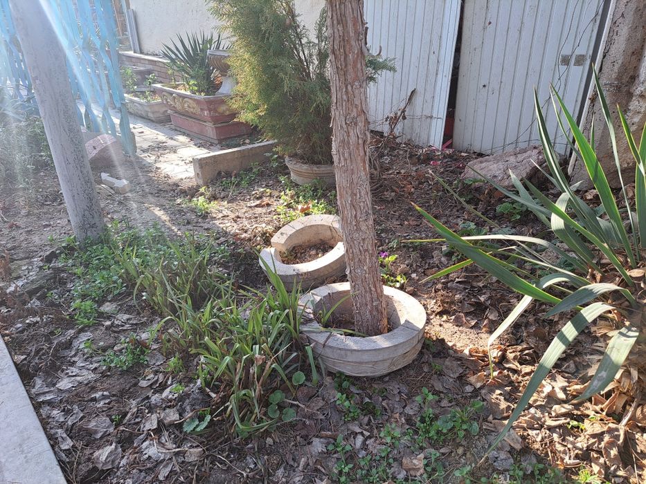 Гул ва декаратив дарахт учун