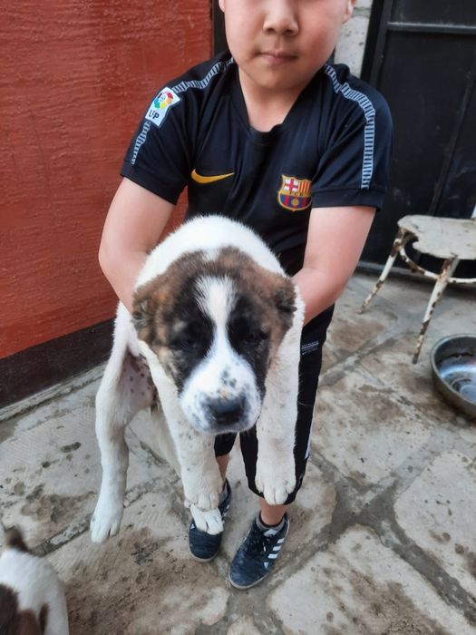 сатлад срочнo