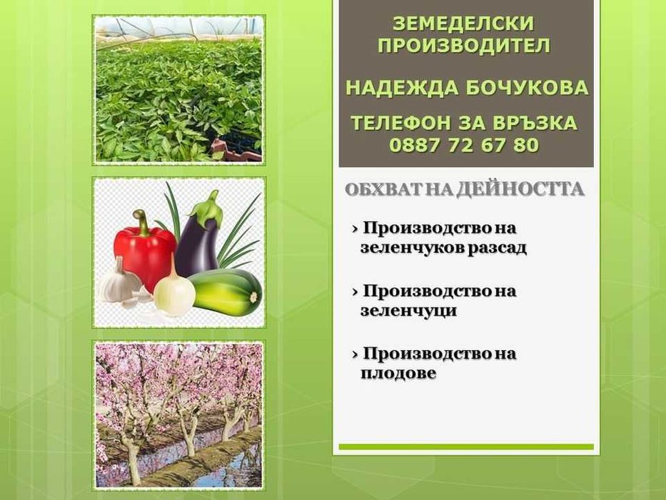 Готов разсад ранни домати краставици ягоди