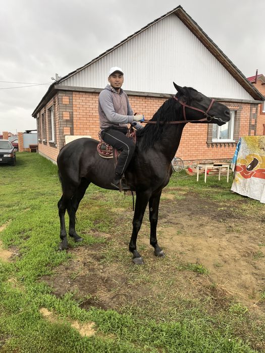 Продам жеребца жеребец