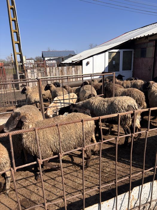 Vand OI carabase cu miei . Mai multe detalii la telefon.  Nelu .B