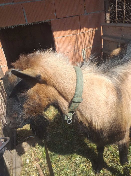 Țap alpin francez vârsra 2 ani