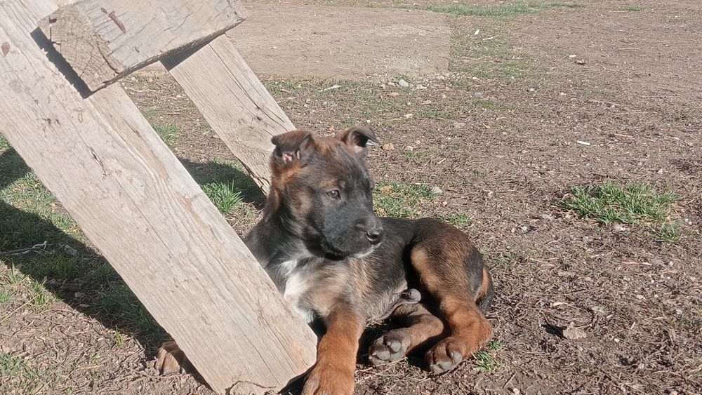 Щенки 2 месяц кабельи 1 сука