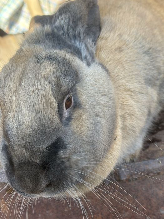 Vand iepuroaica 150 lei