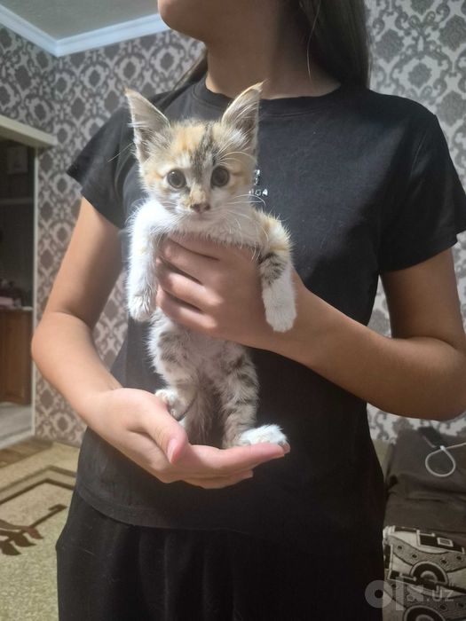 Котёнок отдам в хорошие руки