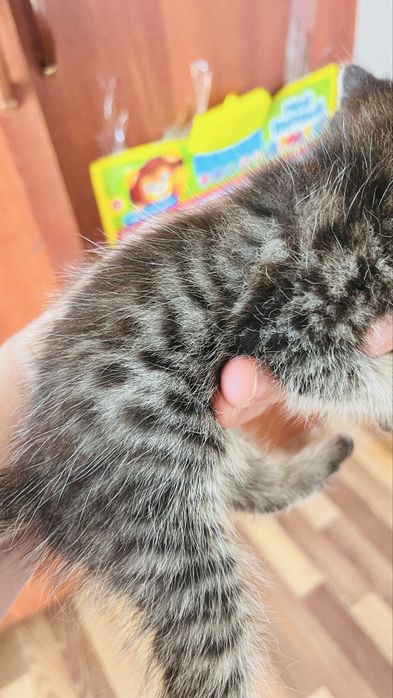 Милые котята……ищут дом .