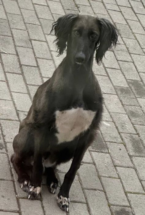 Казахская тазы щенки