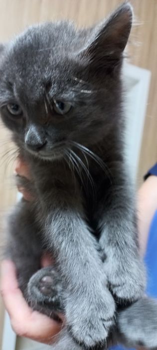 Кошечка в добрые руки
