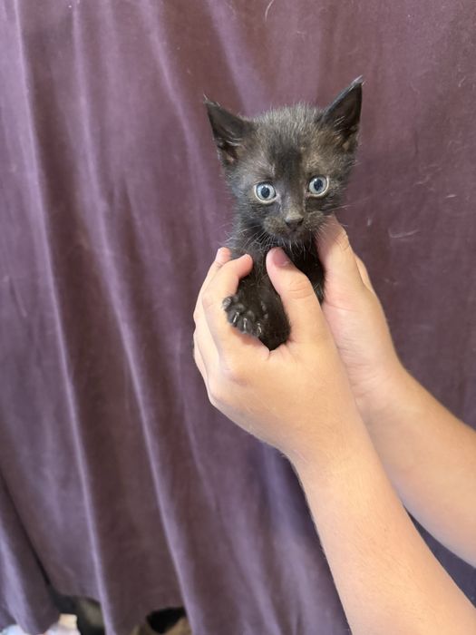 Подарявам малки котенца