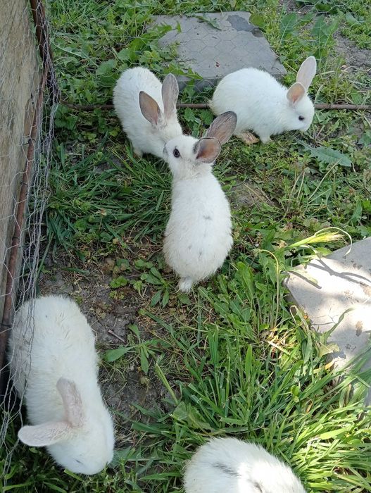 Iepurasi de vânzare