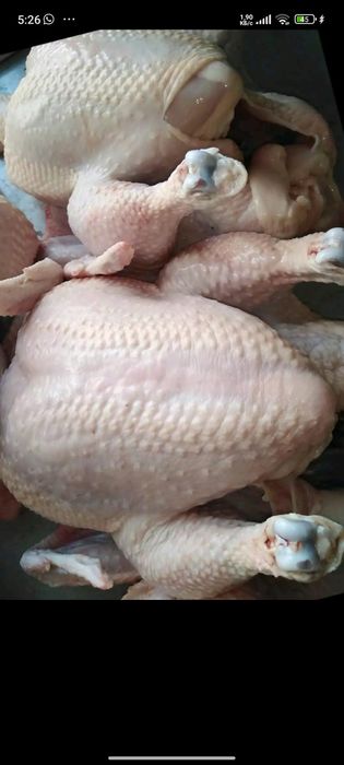 Домашние курочки