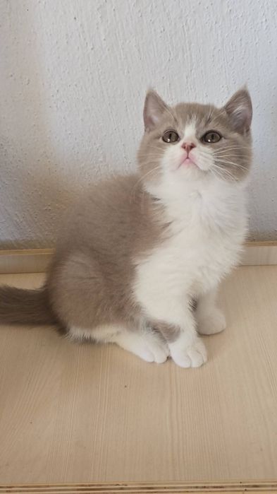 Британски котки късокосмести