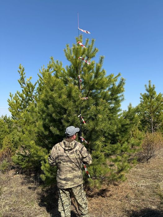 Сосна обыкновенная пирамидальная премиум