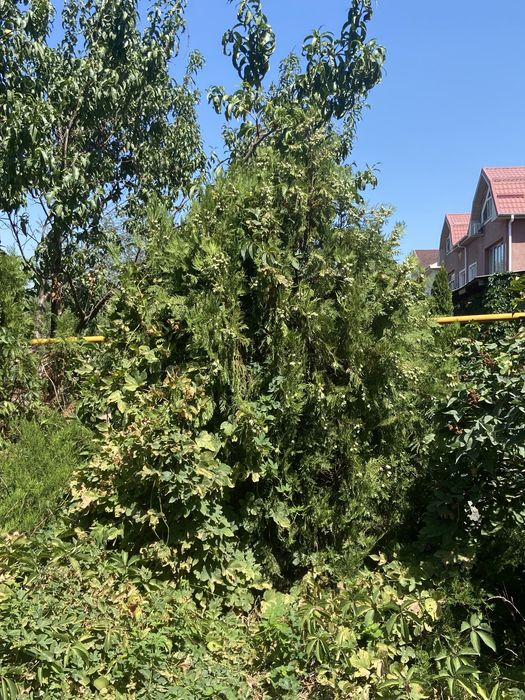 Туя , хвойные растения