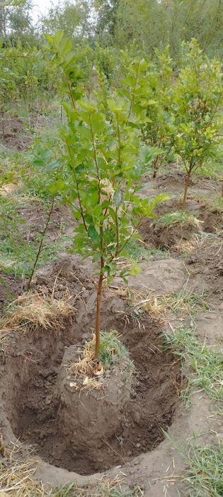 Gujum manzarali daraxtlar koʻchatlari sotiladi