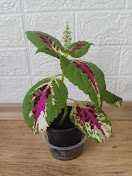 9  стайни   растения + отстъпка и подарък