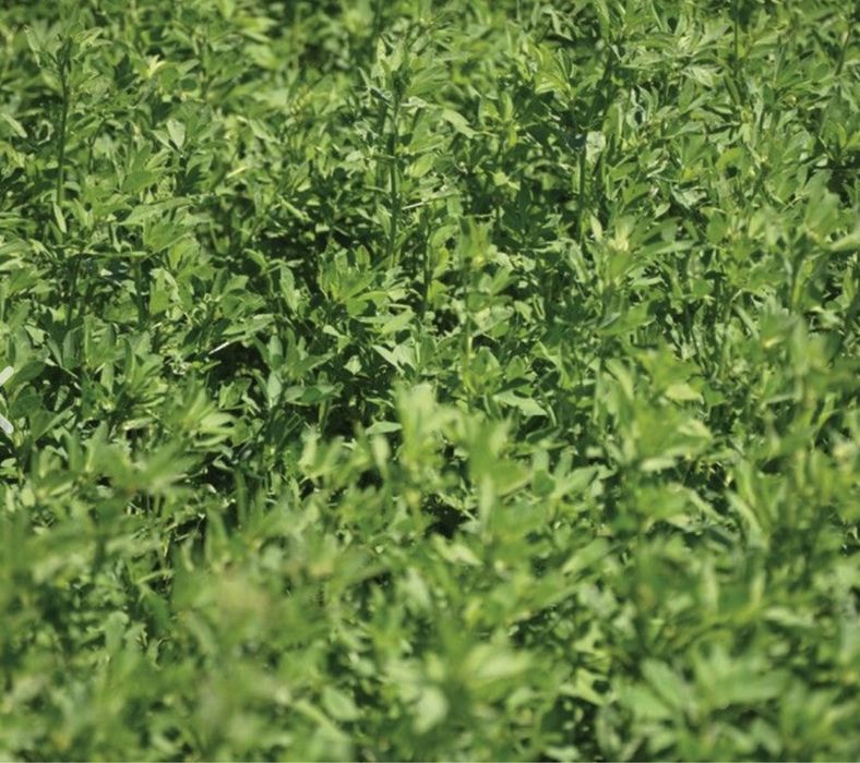 Люцерна Семе Клас Топ Качество! Висок Добив!