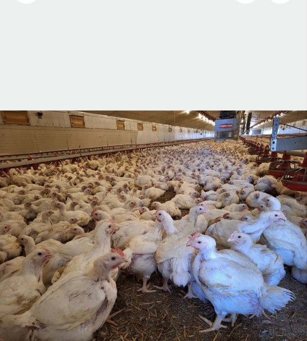 Pui albi de carne si pui rasa mixta