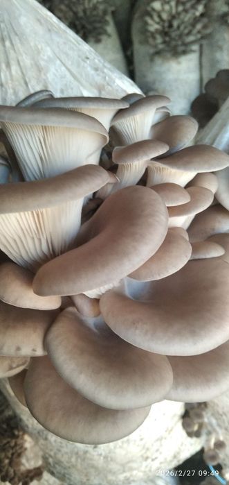 Грибы вешенка.   [Qo'ziqorin]