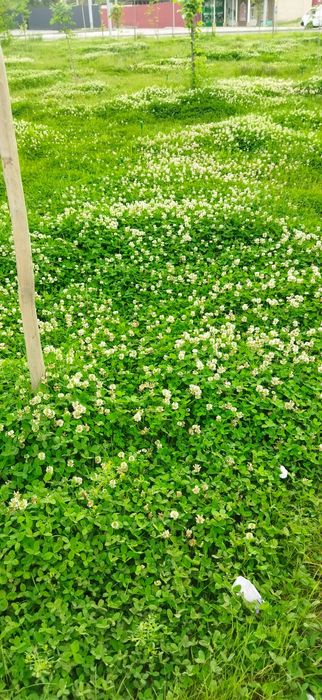 .Беда карлик.декор клевер.