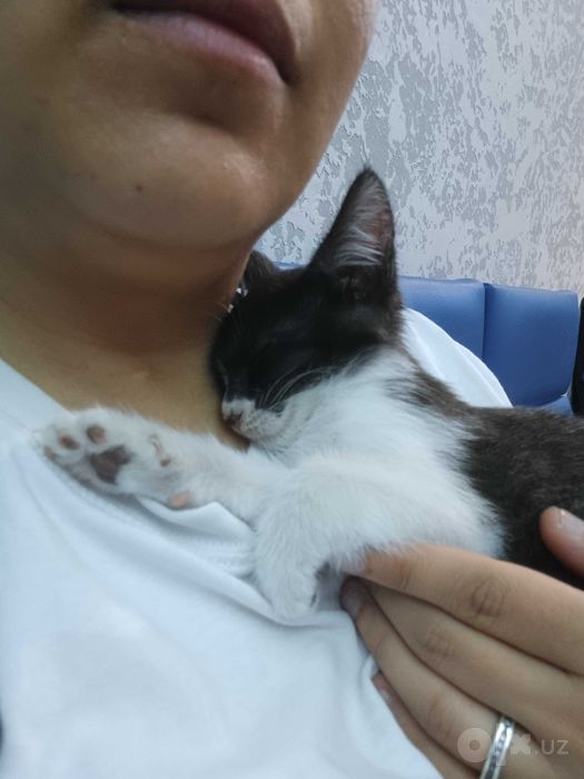 Котята бесплатно