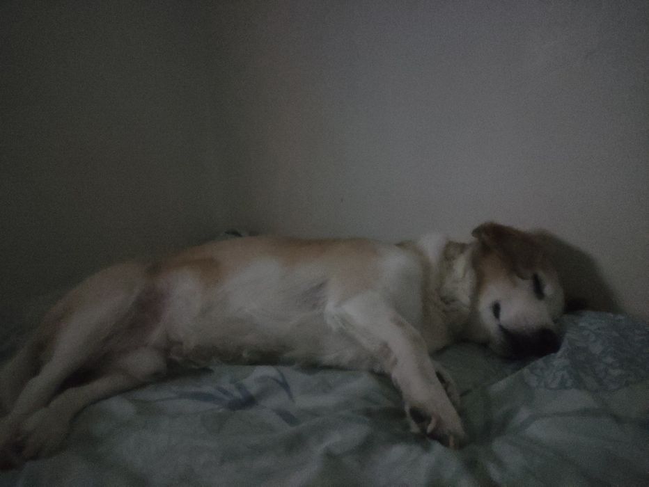 Собакин  мальчик