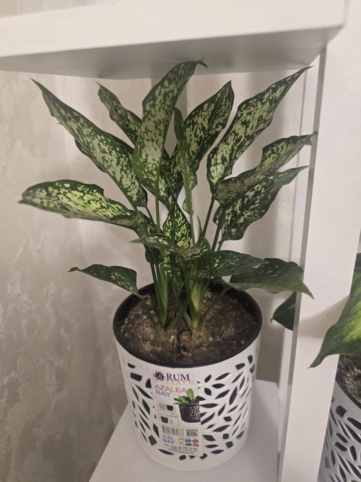 Аглонема даймонт