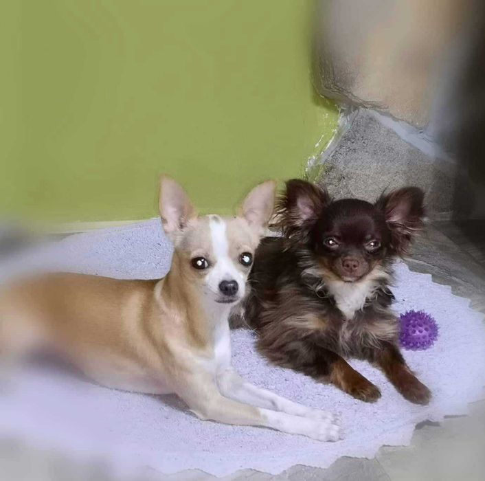 Чихуахуа мъжко на 3 години