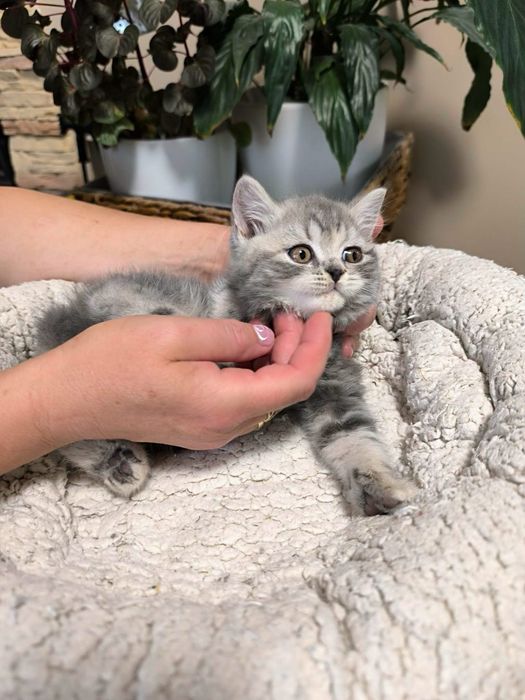British silver tabby mascul