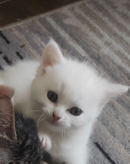 Котик Шотландский