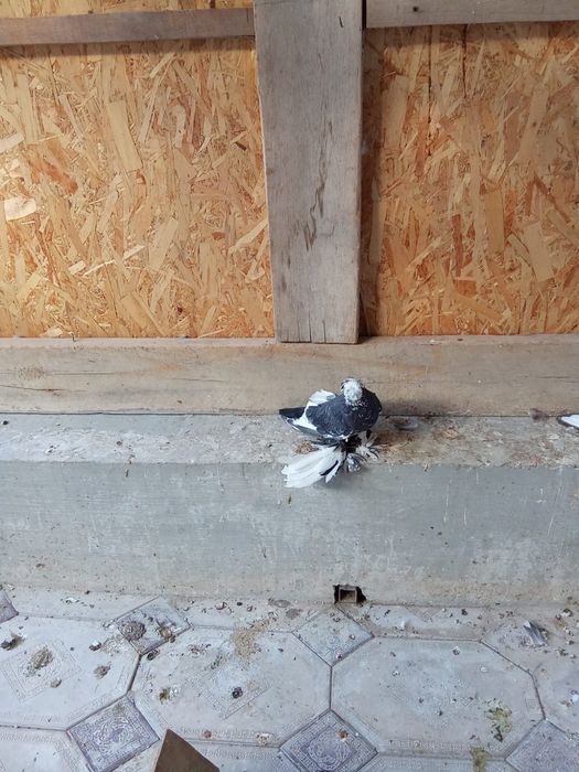 Голубь соч просто