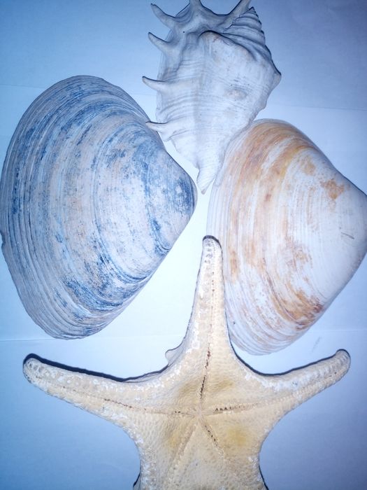 Продам большие ракушки и звезда морская для аквариума