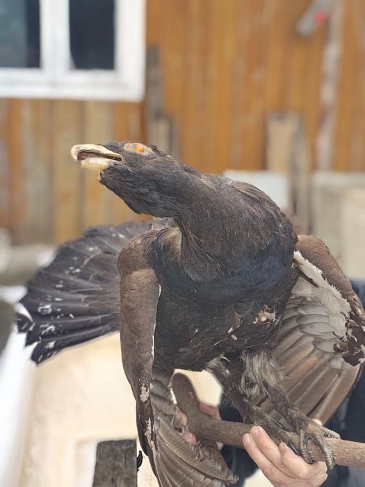 Vând coarne de cerb carpatin și cocos de munte