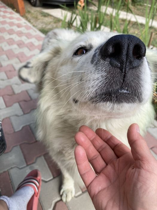 Catel   adoptie Neamt -Bodesti