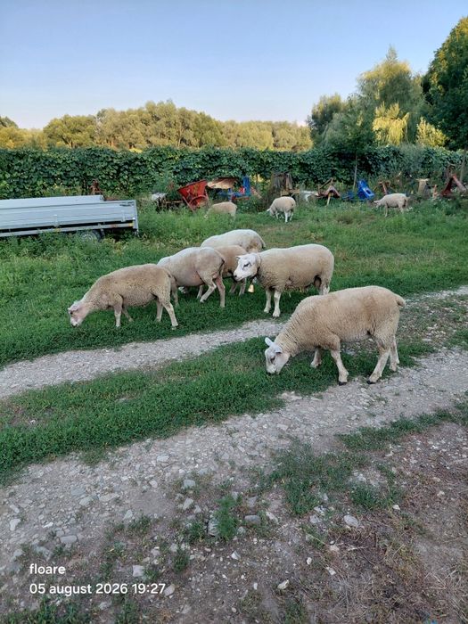 Oi berbec texel 12 bucati