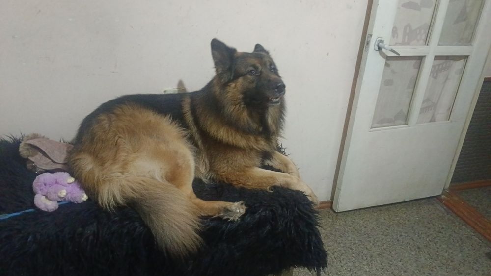 Немецкая овчарка, кобель, ищет себе невесту,крупный 6 лет,