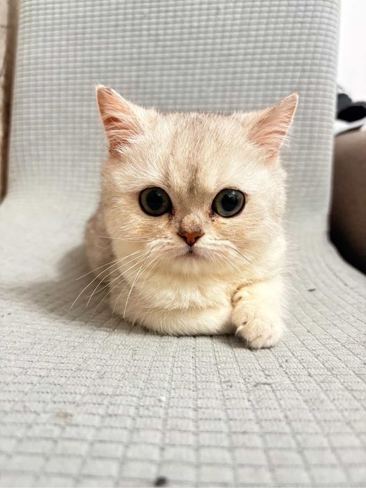 Motanel British Shorthair Silver