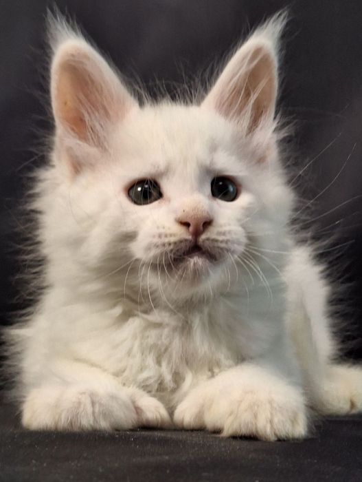 Котята мейн-кун из питомника