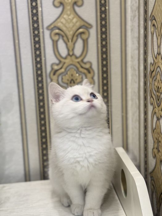 Serebristy shinshila