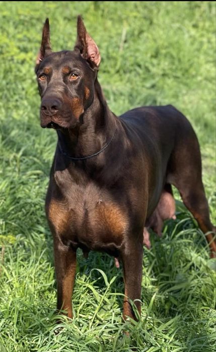 Европейски доберман  European Doberman
