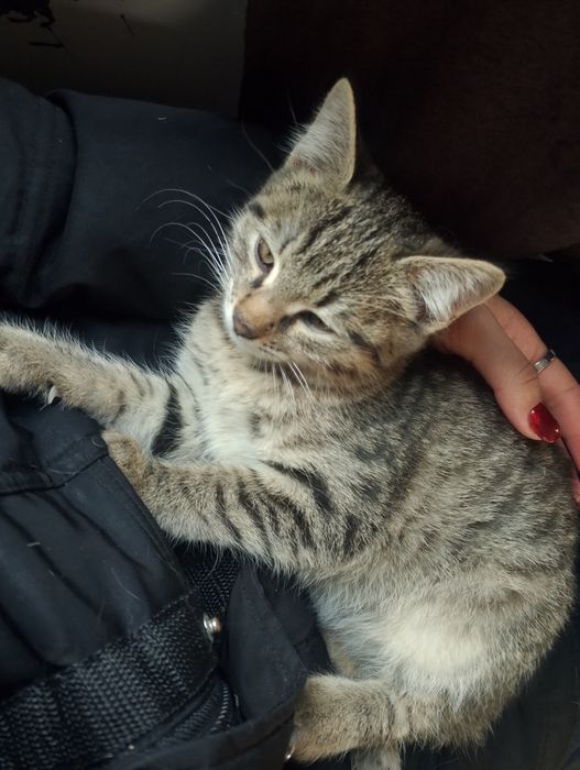 Самка, 4 месяца, игривая и умная