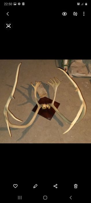 Рога оленя, бугу шохи