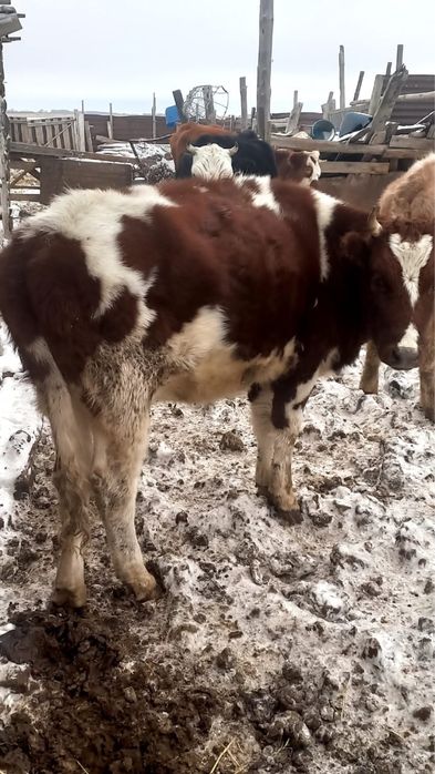 Продам корову и телок