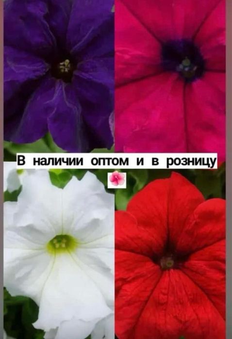 ПЕТУНИИ , рассада однолетних цветов