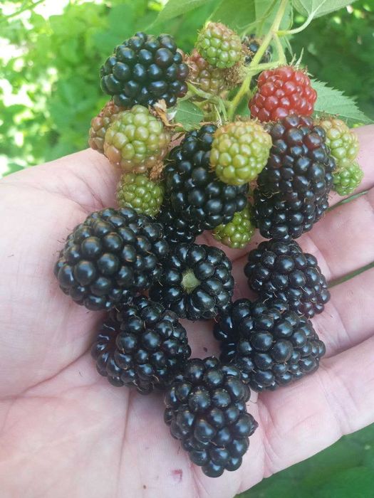 Американская ежевика Честер Торнелсс