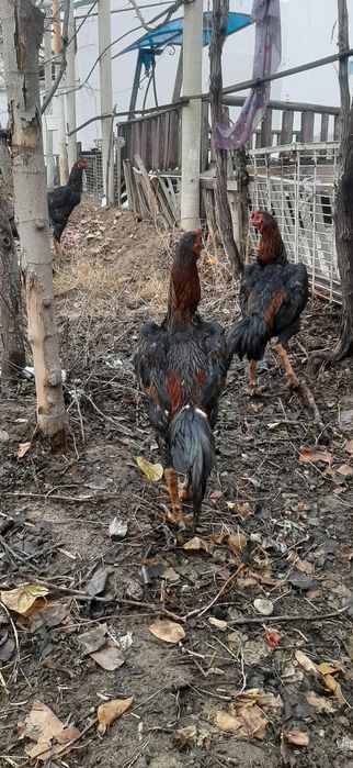 Дакан бойцовский есть