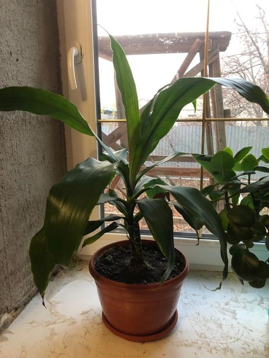 Драцена - комнатное растение