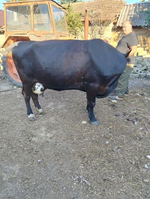 Vând vacă preț Negociabil